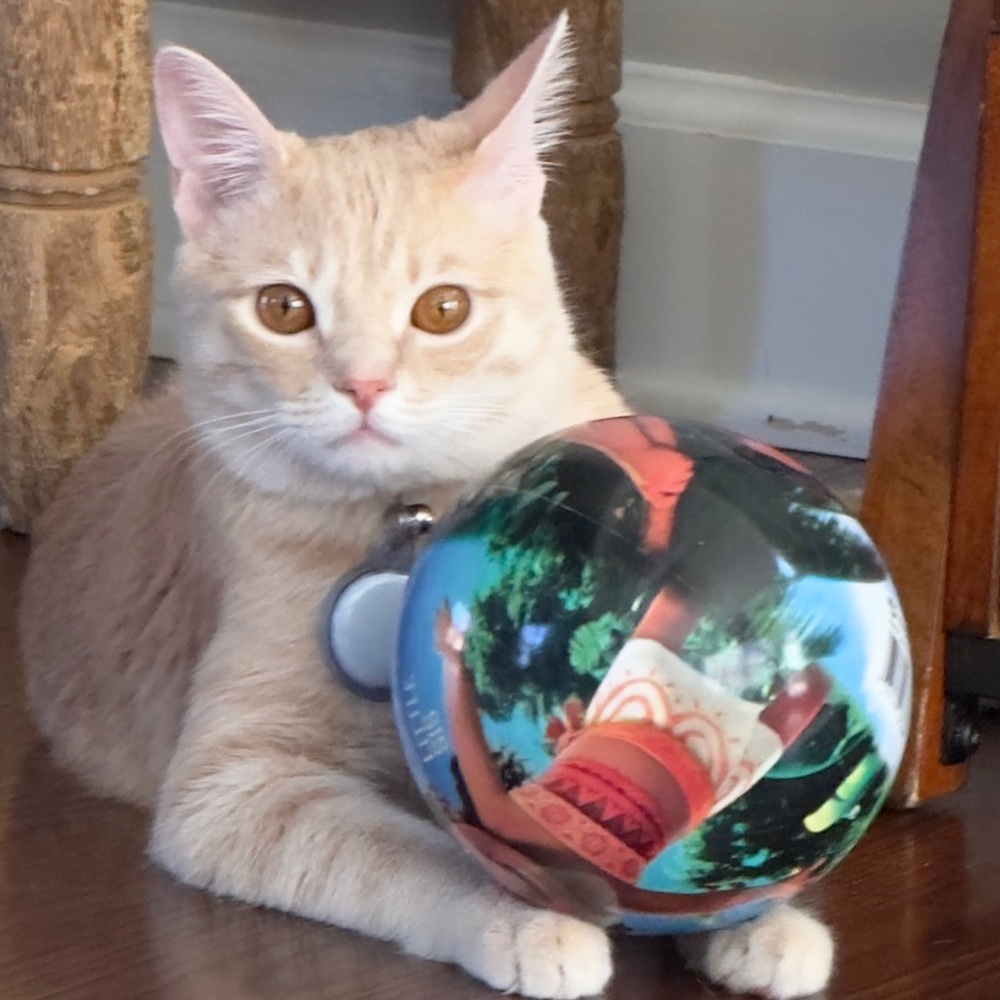 Meet your Posher, Saharla